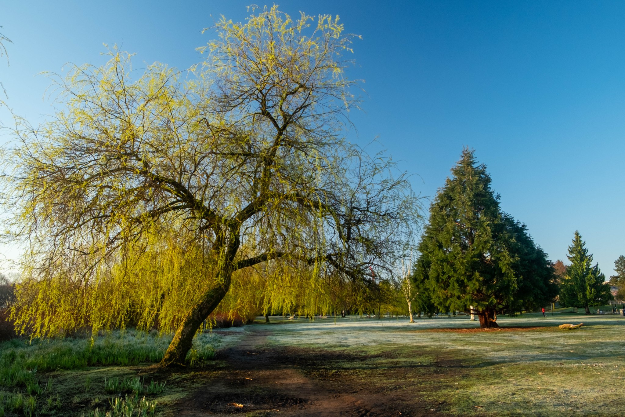 Trout Lake Vancouver Frost