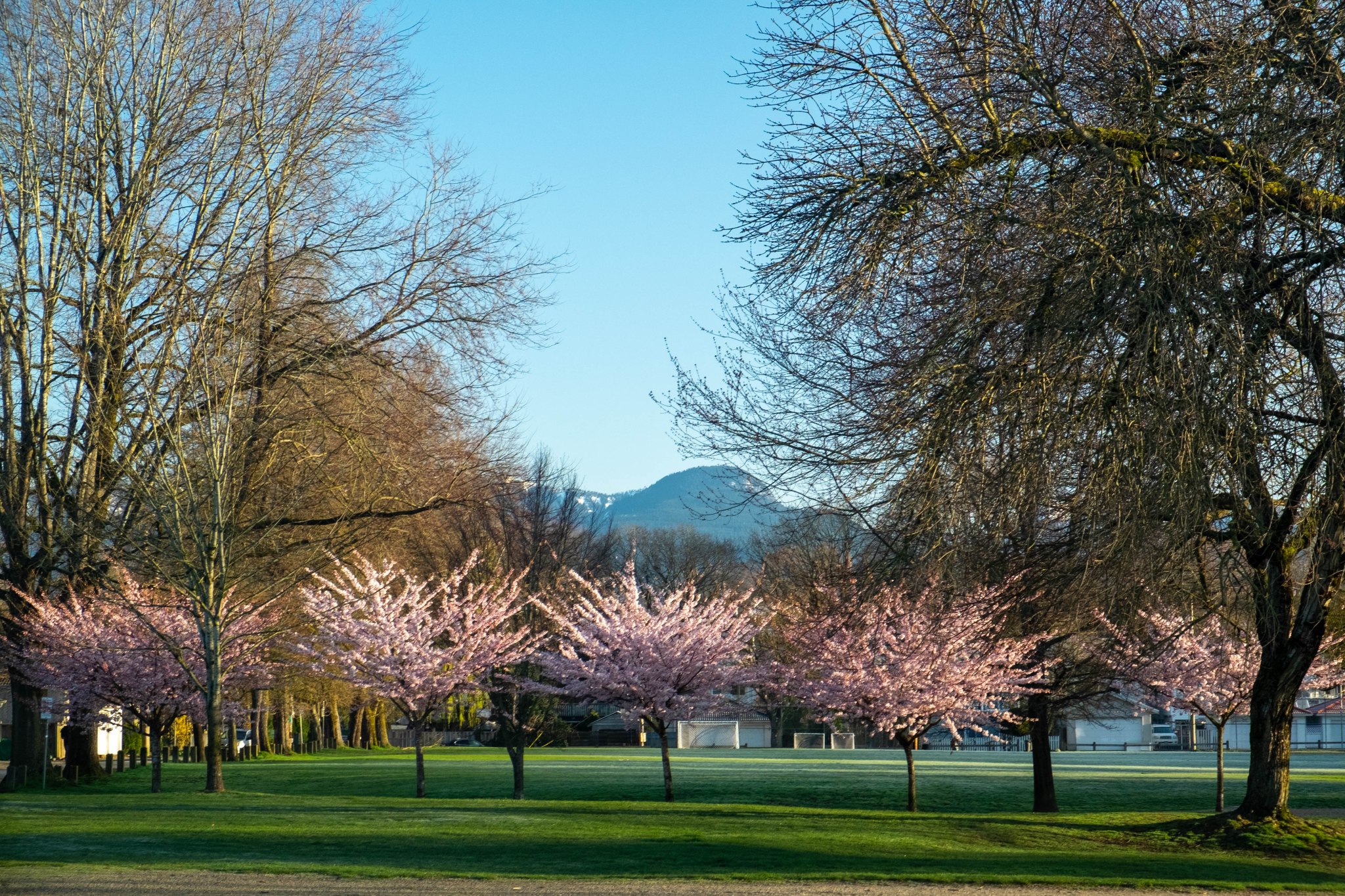 Trout Lake Vancouver Cherry Blossoms
